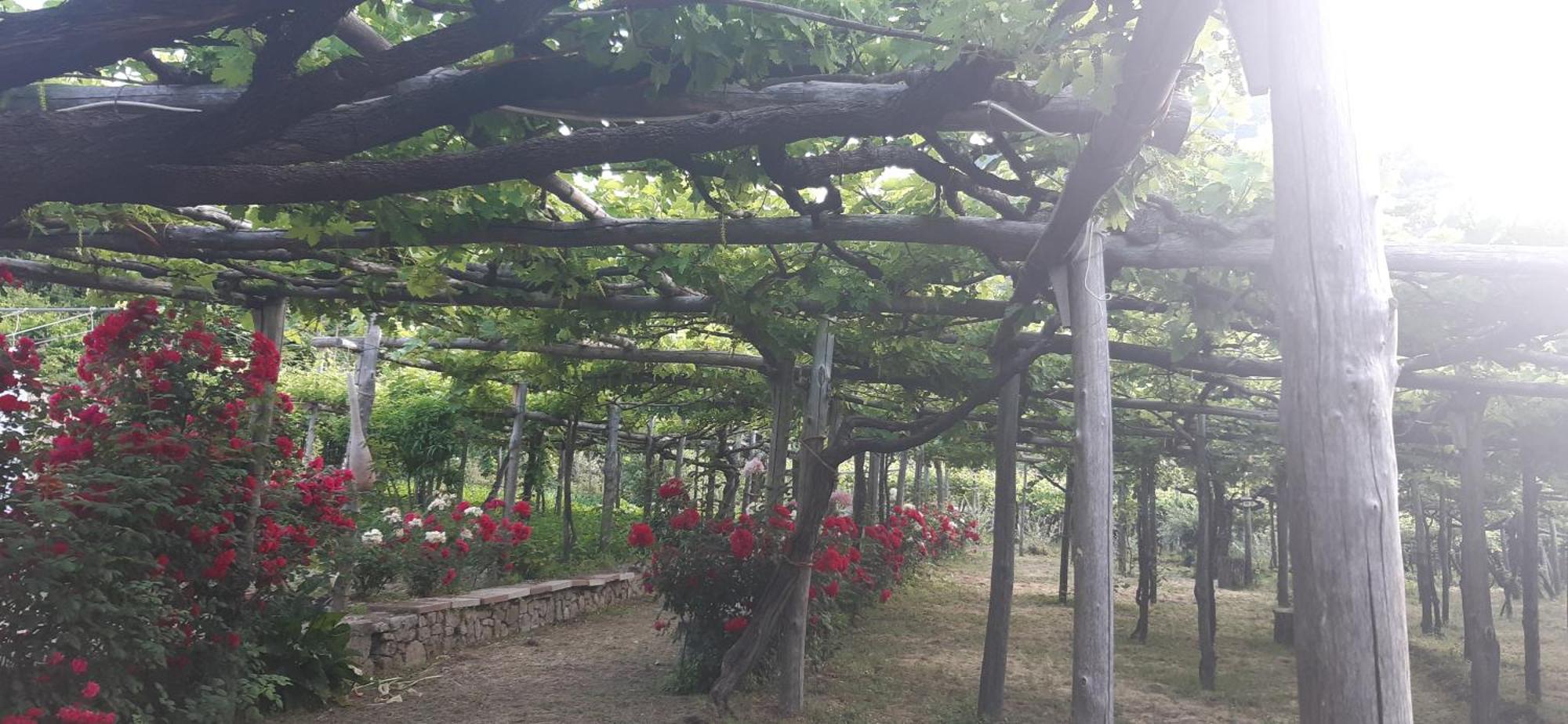 Agriturismo Mare E Monti ตรามอนติ ภายนอก รูปภาพ